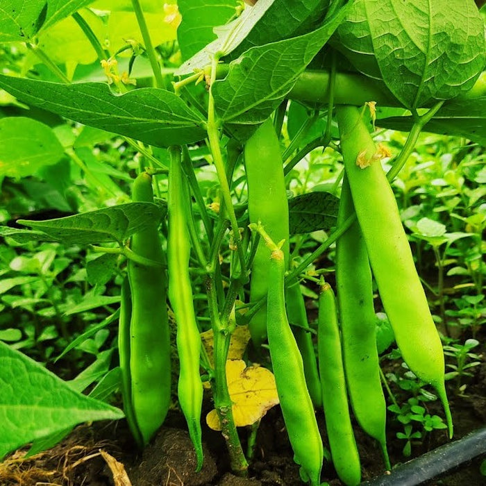 Çalı Fasulye (Green Beans)