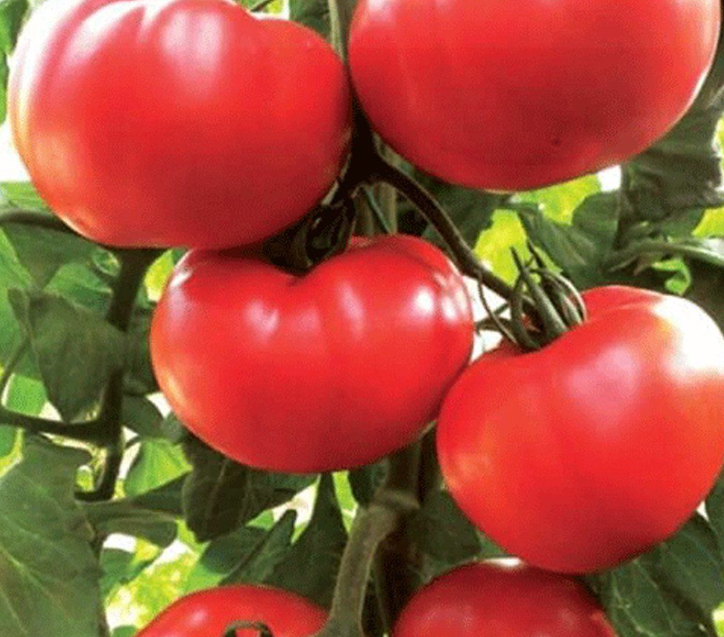 Beef Tomatoes 1 KG