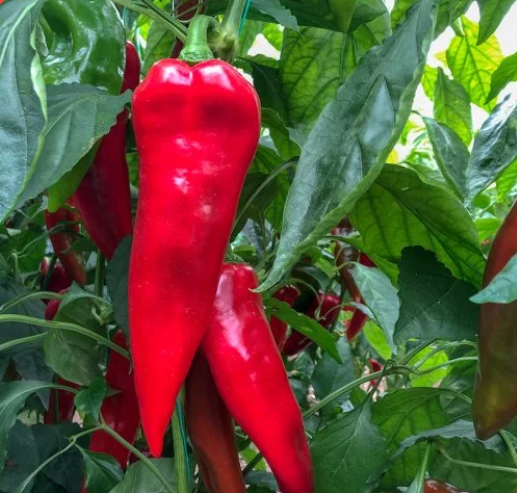 Red pepper (Kapya biber)