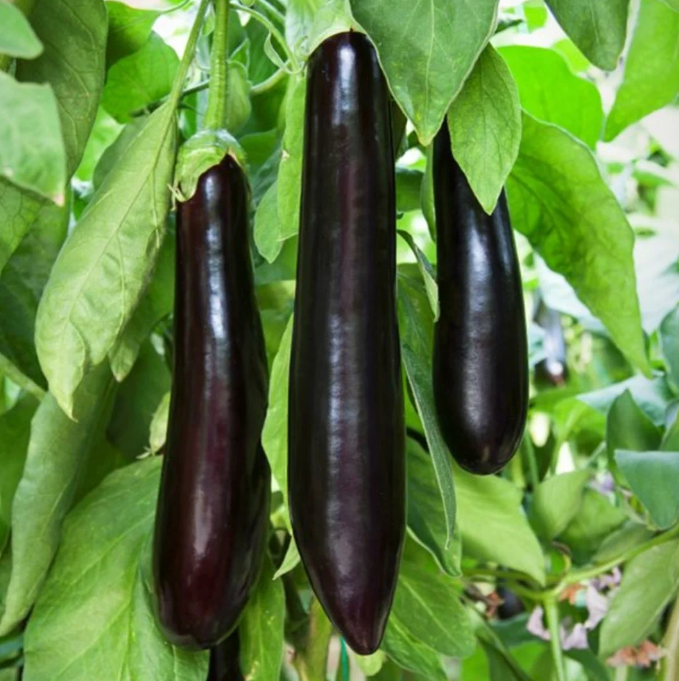Eggplant (Patlican)