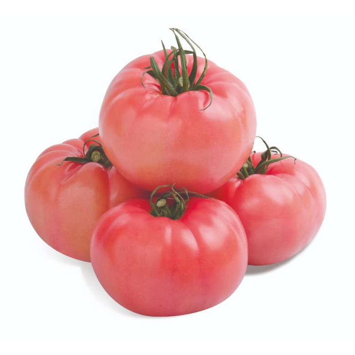 Pink tomatoes (Pembe domates) 1 KG