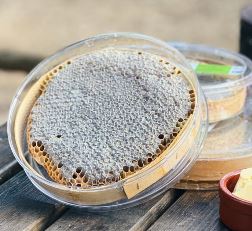 Organic Honeycomb Honey (karakovan)